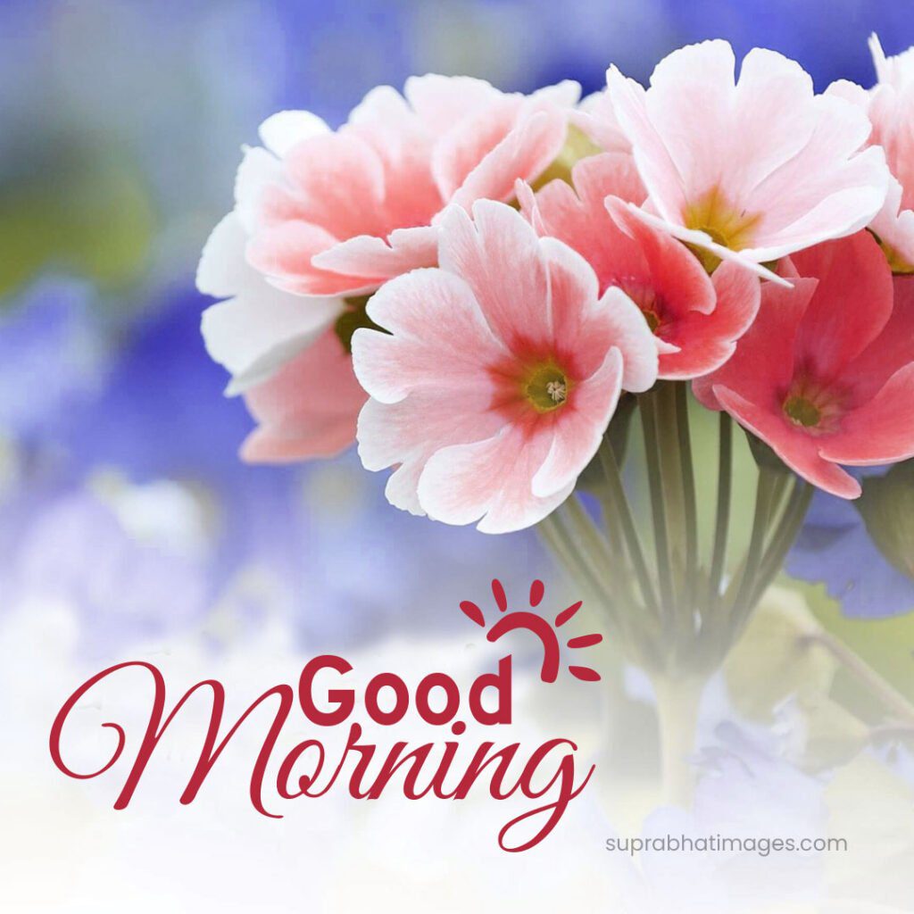 good morning flower images Good Morning Flower Images