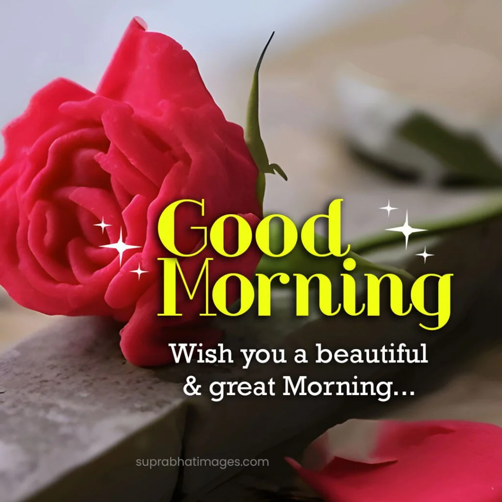 ЁЯМ╕тЭгя╕П21 Good Morning Flower Images Can Improve Your Well-being 14 good morning flower images 1024 Good Morning Flower Images