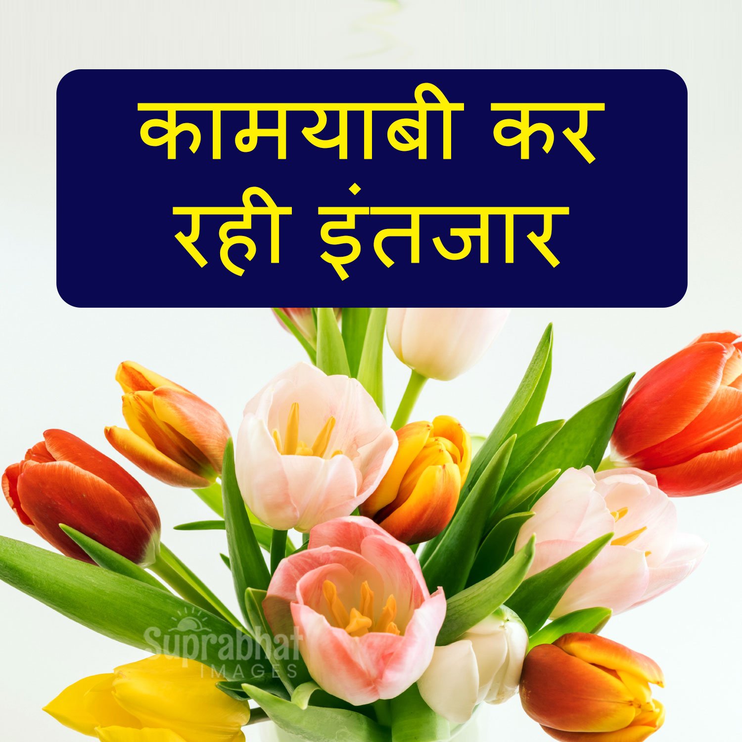 Good Morning Quotes in Hindi with Tulip Flowers