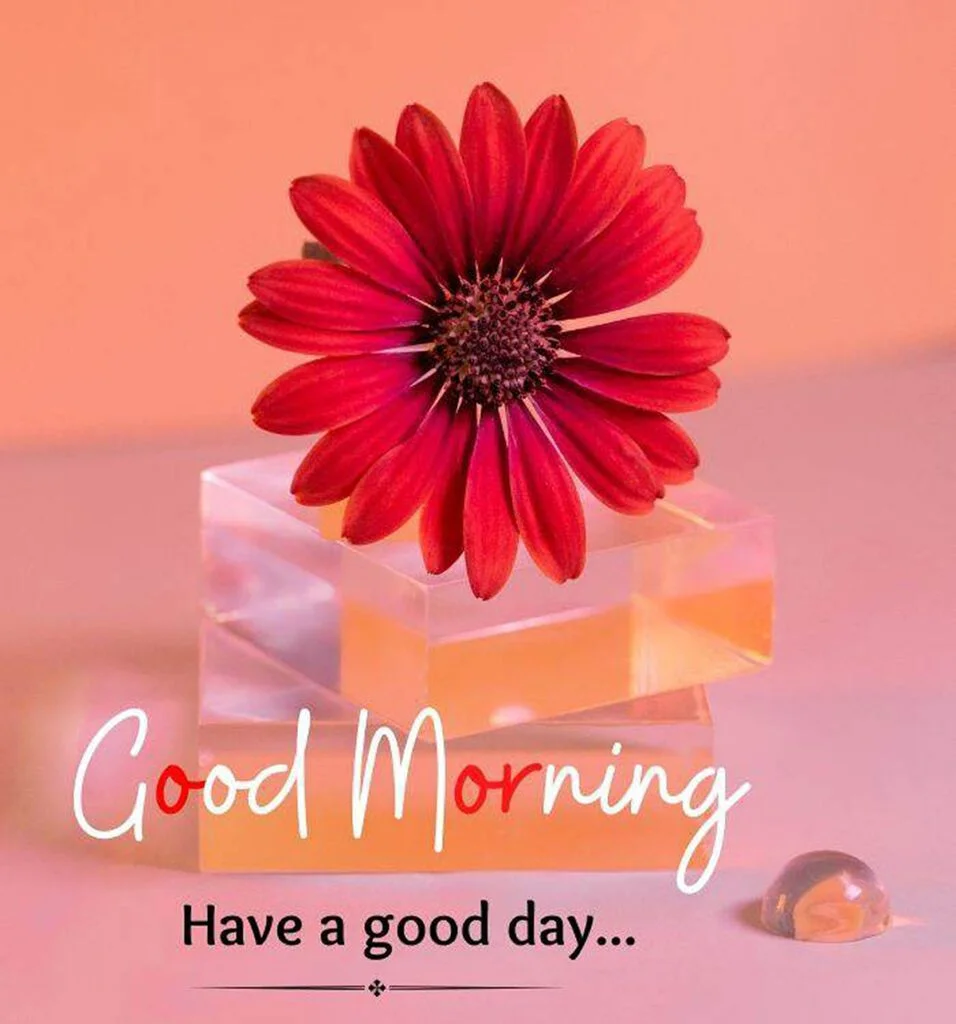 ЁЯМ╕тЭгя╕П21 Good Morning Flower Images Can Improve Your Well-being 15 good morning flower images redflower Good Morning Flower Images