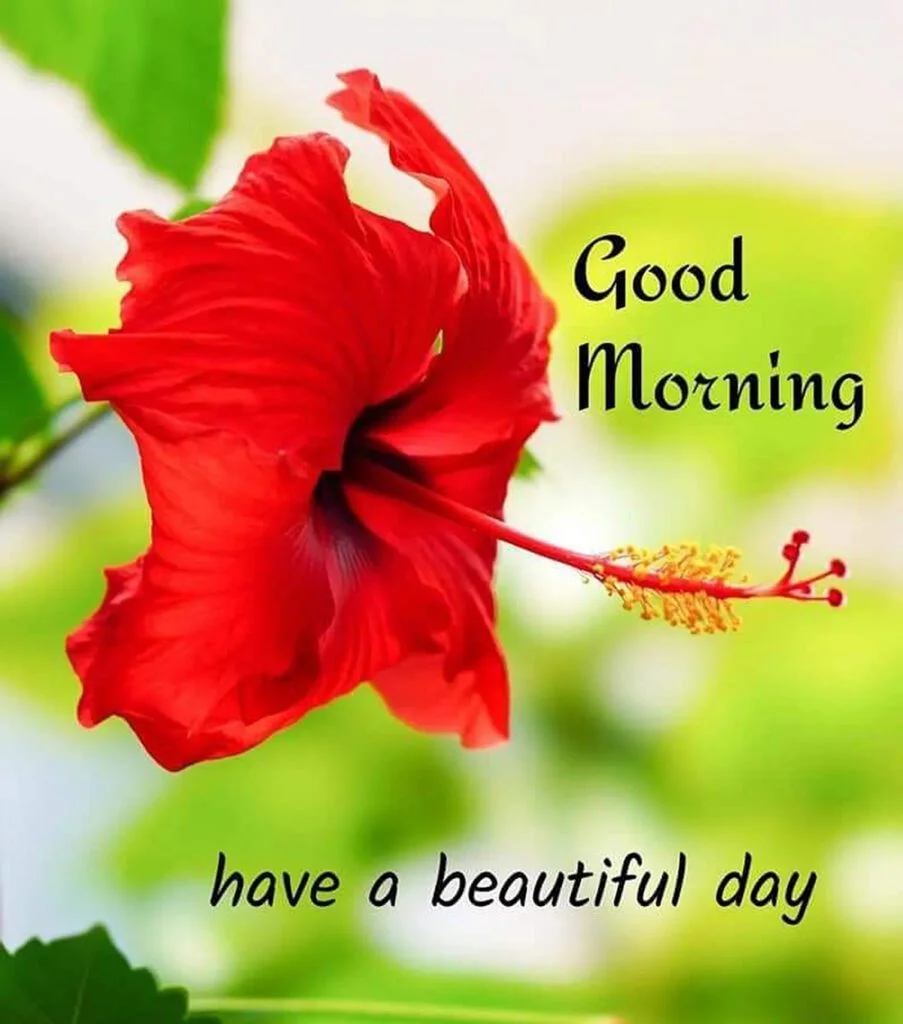 ЁЯМ╕тЭгя╕П21 Good Morning Flower Images Can Improve Your Well-being 8 good morning flower images redlilly Good Morning Flower Images