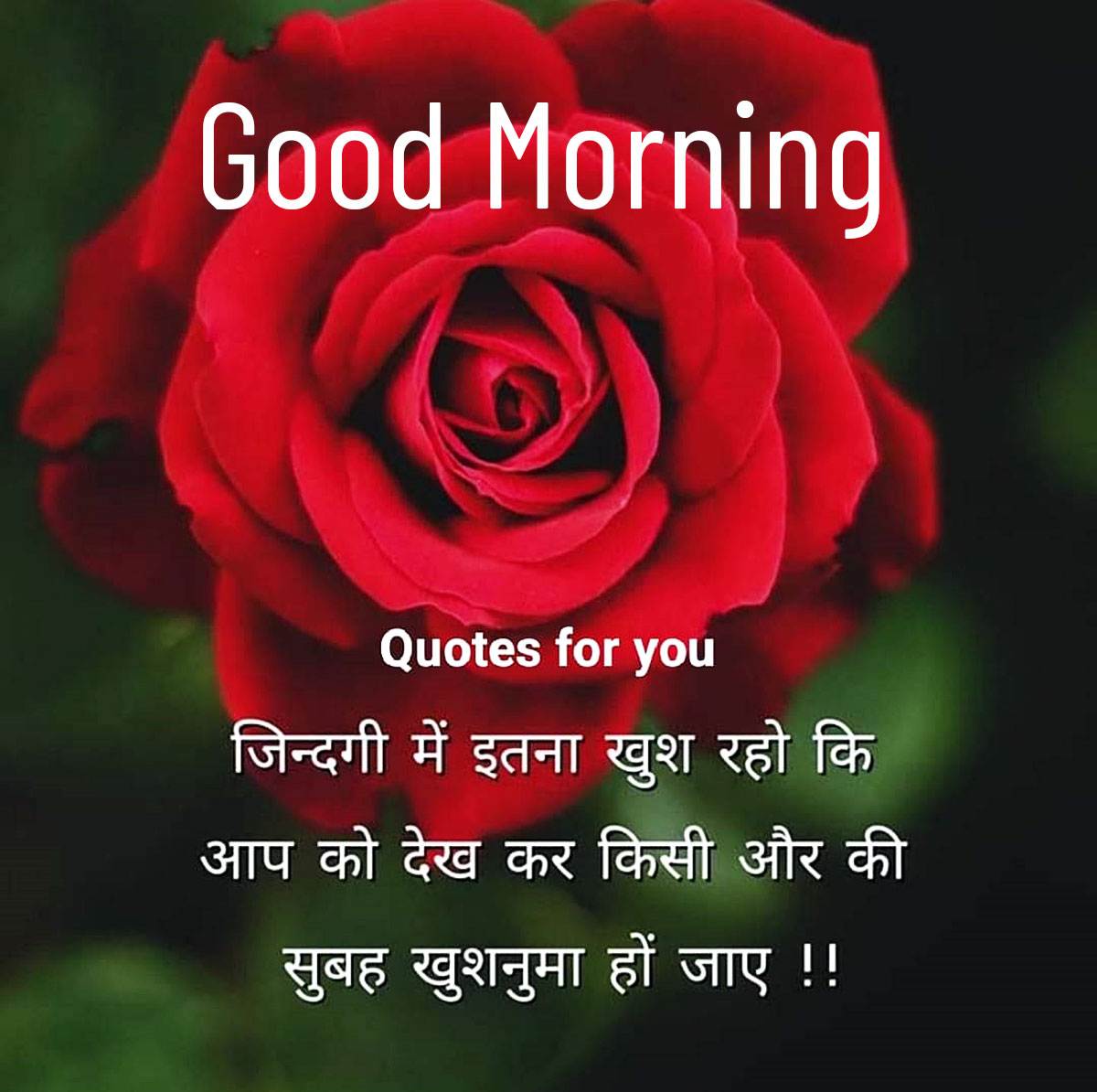 Good Morning Images with red rose and life quotes
