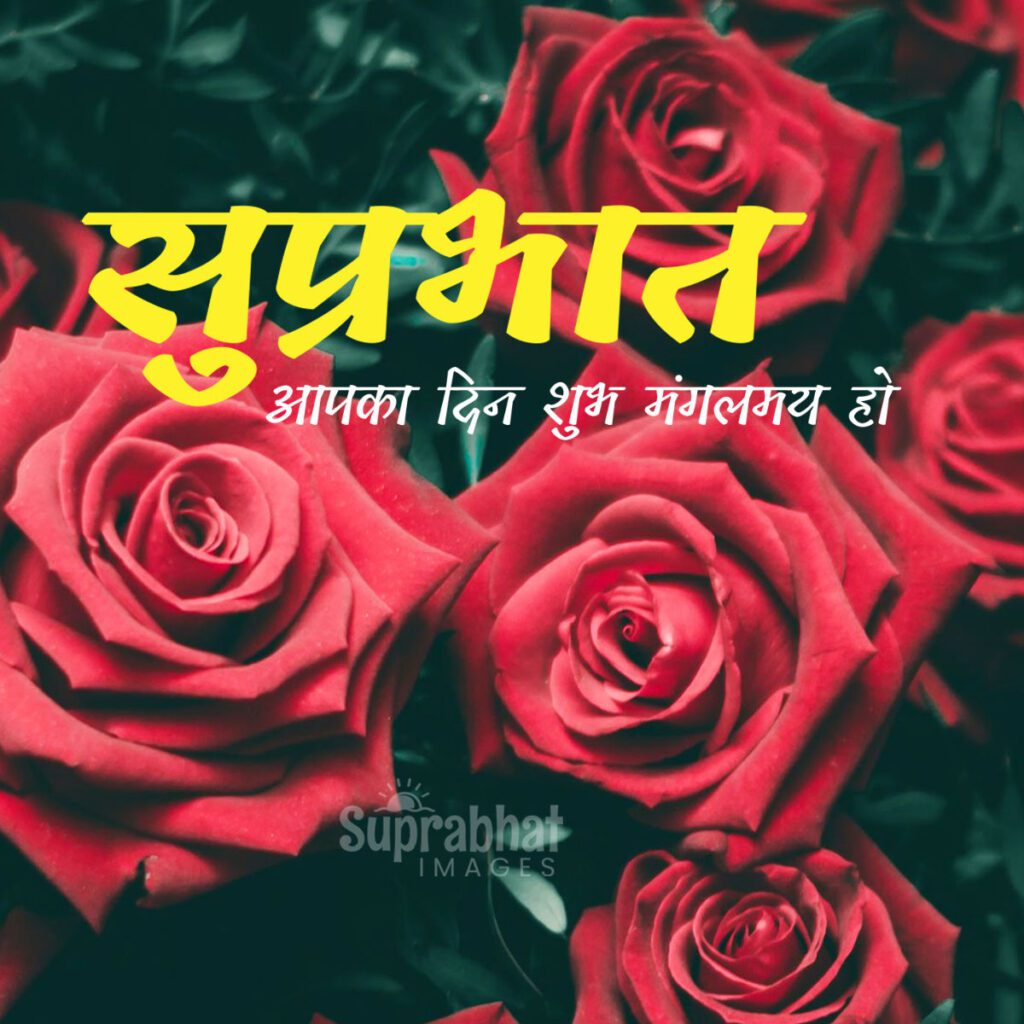 Suprabhat with red rose flower